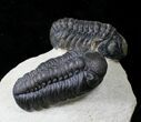 Double Phacops Trilobite Specimen - Foum Zguid, Morocco #19811-3